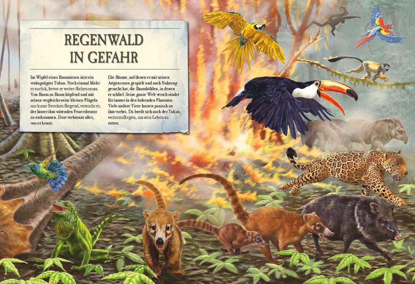 Sophie Verlag Verborgene Welt des Regenwaldes (Deutsch, 2020, Kristina Scharmacher-Schreiber, Ferruccio Cucchiarini)