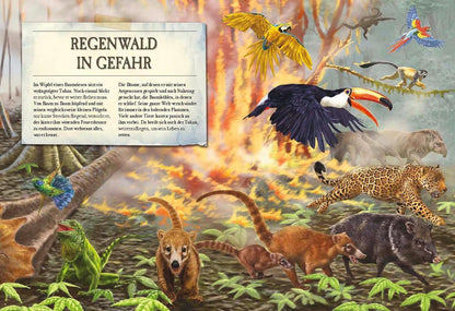 Sophie Verlag Verborgene Welt des Regenwaldes (Deutsch, 2020, Kristina Scharmacher-Schreiber, Ferruccio Cucchiarini)