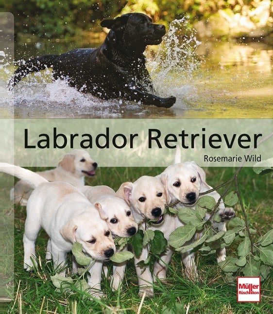 Labrador Retriever (Rosemarie Wild)