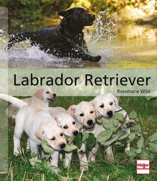 Labrador Retriever (Rosemarie Wild)