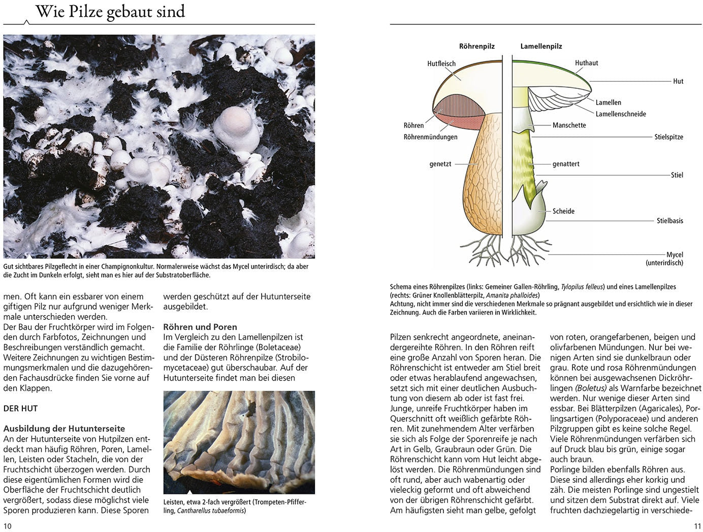 Kosmos Welcher Pilz ist das? (Deutsch, 2024, Markus Flück)