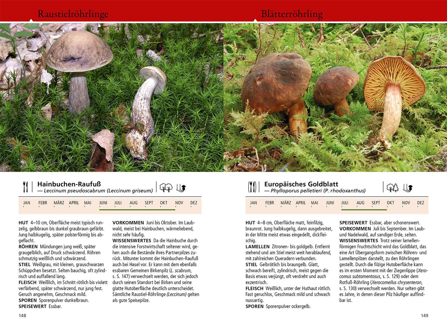 Kosmos Welcher Pilz ist das? (Deutsch, 2024, Markus Flück)