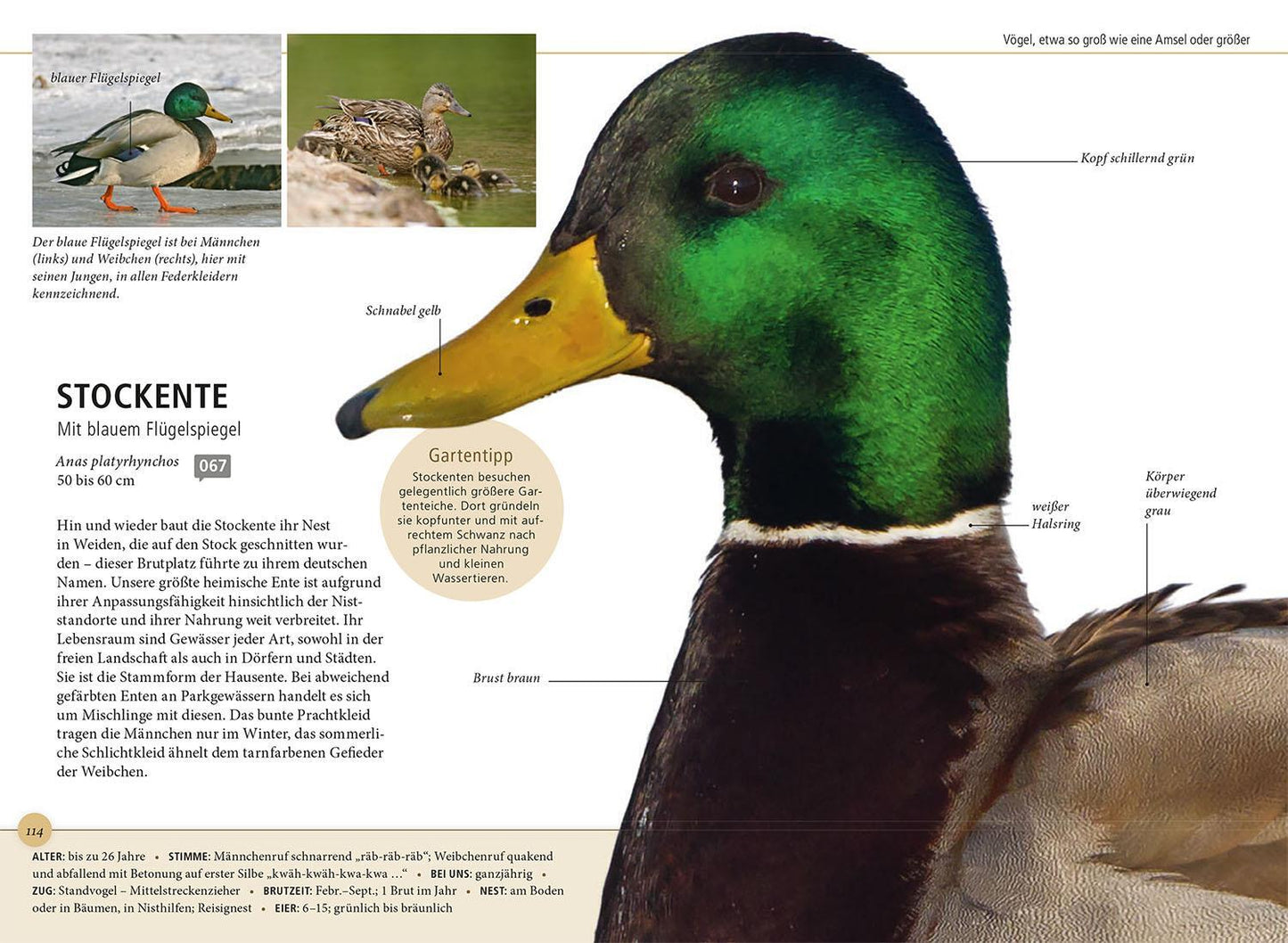 Kosmos Gartenvögel lebensgroß (Deutsch, 2024, Daniela Strauß)