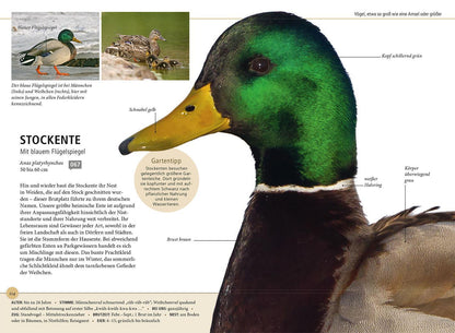 Kosmos Gartenvögel lebensgroß (Deutsch, 2024, Daniela Strauß)