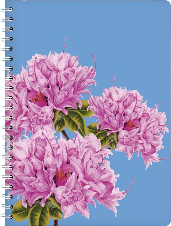 Cedon Ringbuch A4 AZALEE (A4)