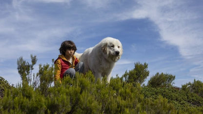 Belle & Sebastian - Ein Sommer vollerDVD