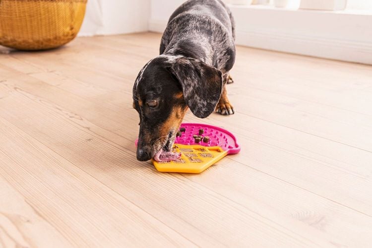 Schleckmatte für Hunde & Katzen