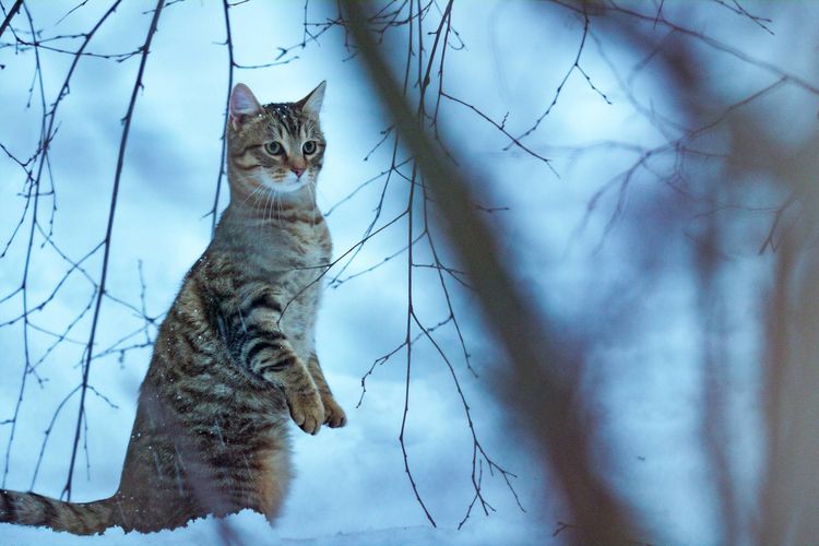 Lou - Abenteuer auf Samtpfoten  DVD