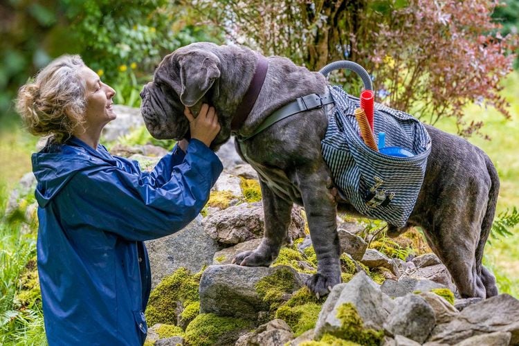 Lou - Abenteuer auf Samtpfoten  DVD