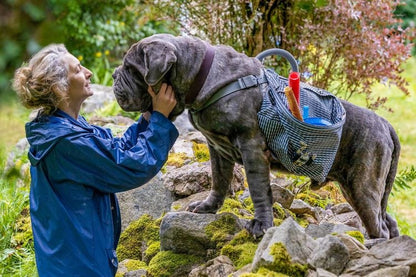 Lou - Abenteuer auf Samtpfoten  DVD