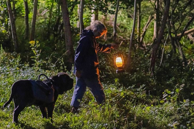 Lou - Abenteuer auf Samtpfoten  DVD