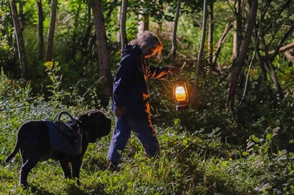 Lou - Abenteuer auf Samtpfoten  DVD
