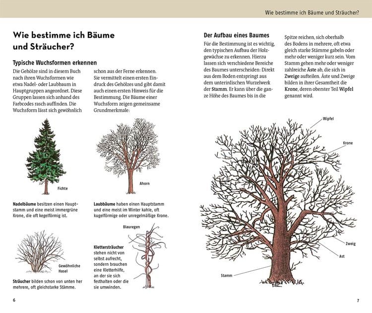 Welcher Baum ist das?