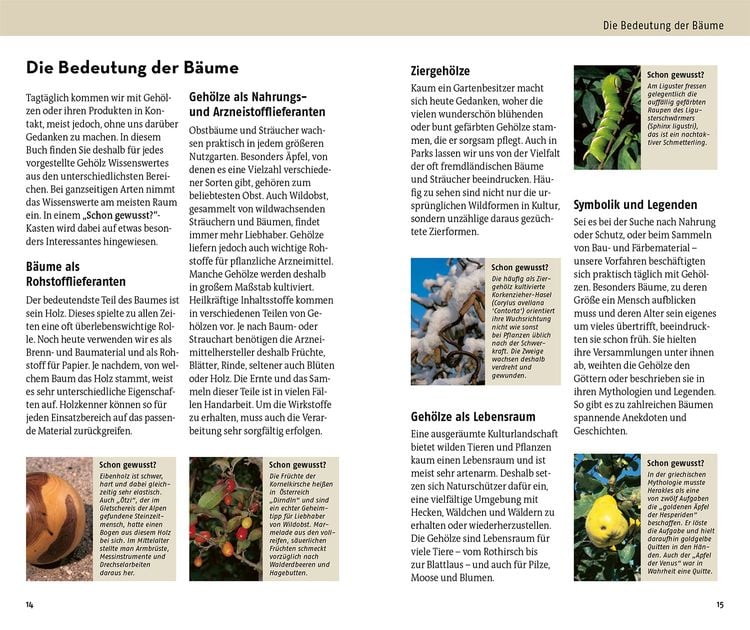 Welcher Baum ist das?