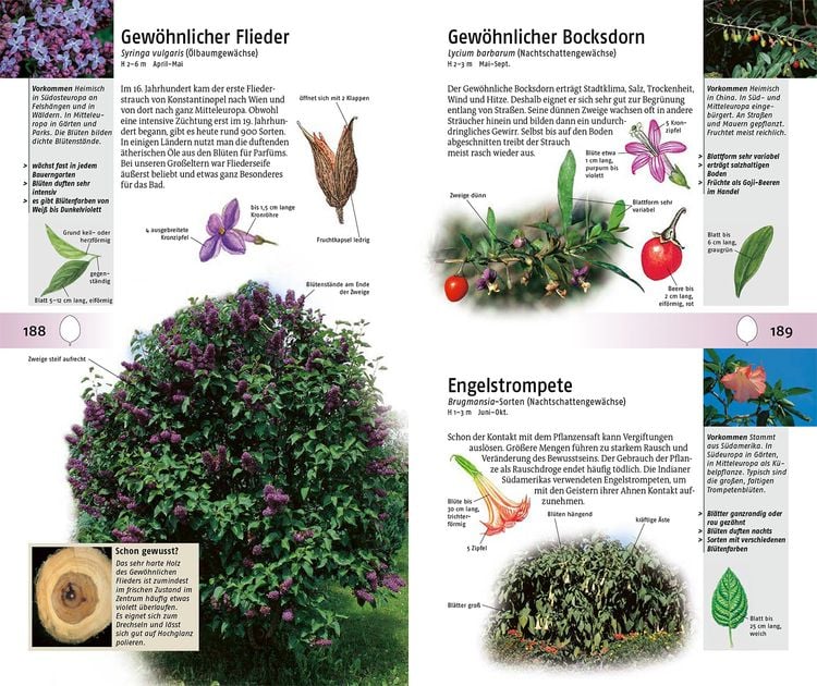 Welcher Baum ist das?