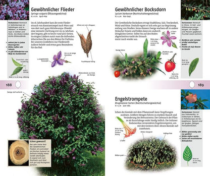 Welcher Baum ist das?