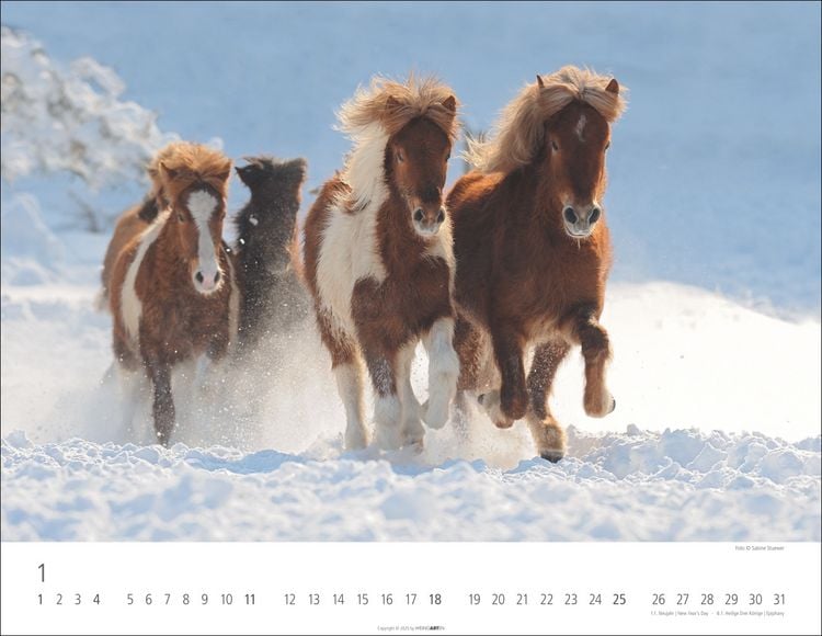 Weingarten Islandpferde Kalender 2025 (44 x 34 cm, Deutsch)