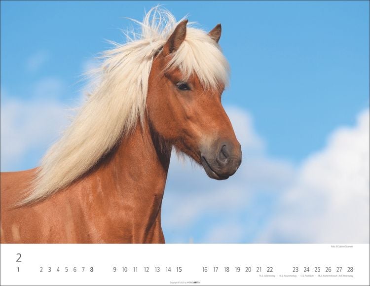 Weingarten Islandpferde Kalender 2025 (44 x 34 cm, Deutsch)