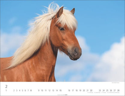 Weingarten Islandpferde Kalender 2025 (44 x 34 cm, Deutsch)