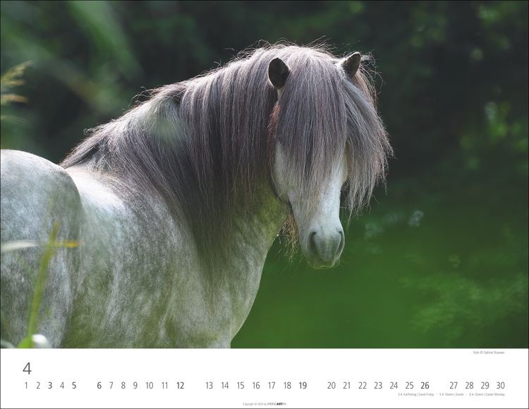 Weingarten Islandpferde Kalender 2025 (44 x 34 cm, Deutsch)