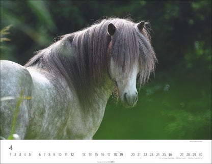 Weingarten Islandpferde Kalender 2025 (44 x 34 cm, Deutsch)