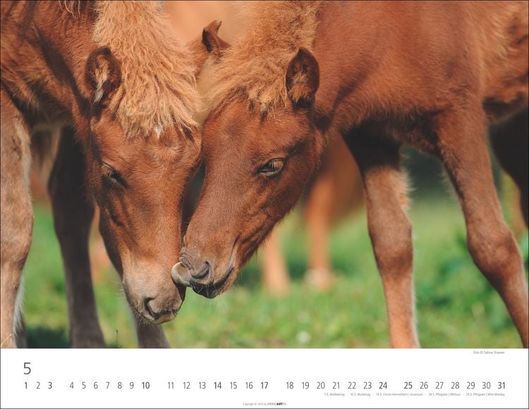 Weingarten Islandpferde Kalender 2025 (44 x 34 cm, Deutsch)