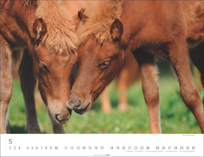 Weingarten Islandpferde Kalender 2025 (44 x 34 cm, Deutsch)