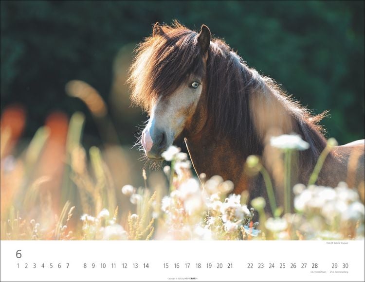 Weingarten Islandpferde Kalender 2025 (44 x 34 cm, Deutsch)