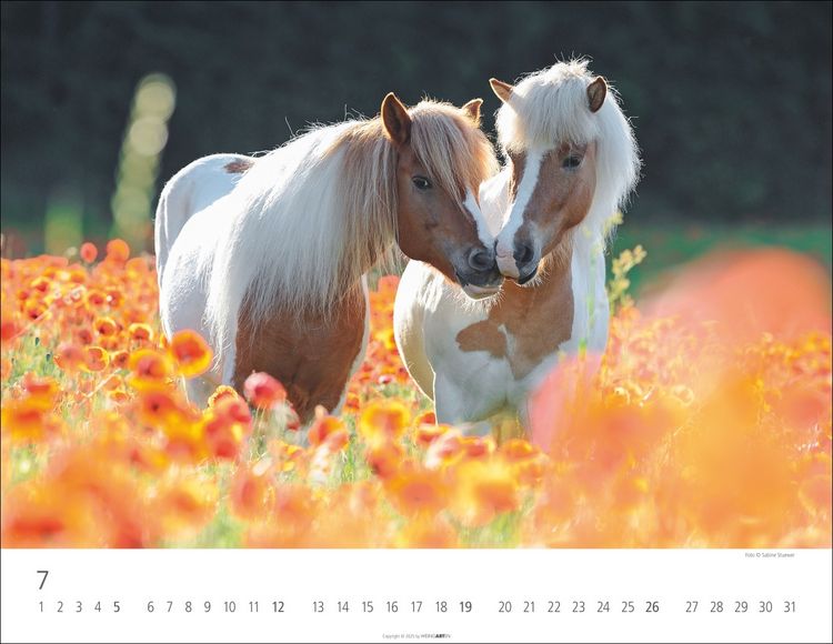 Weingarten Islandpferde Kalender 2025 (44 x 34 cm, Deutsch)