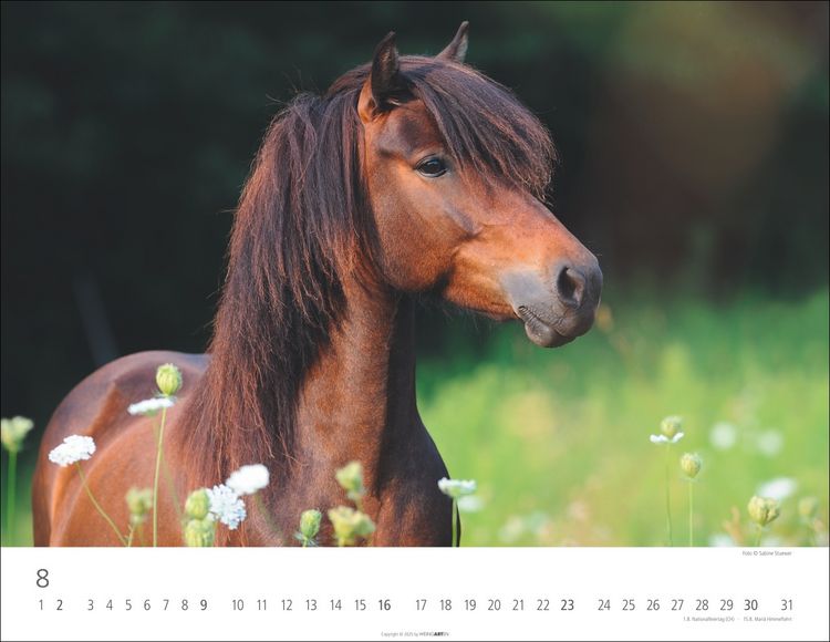 Weingarten Islandpferde Kalender 2025 (44 x 34 cm, Deutsch)