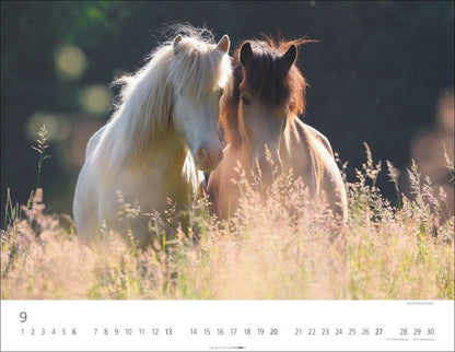 Weingarten Islandpferde Kalender 2025 (44 x 34 cm, Deutsch)