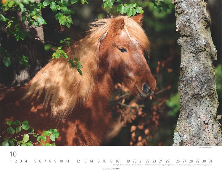 Weingarten Islandpferde Kalender 2025 (44 x 34 cm, Deutsch)