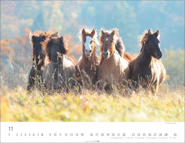 Weingarten Islandpferde Kalender 2025 (44 x 34 cm, Deutsch)