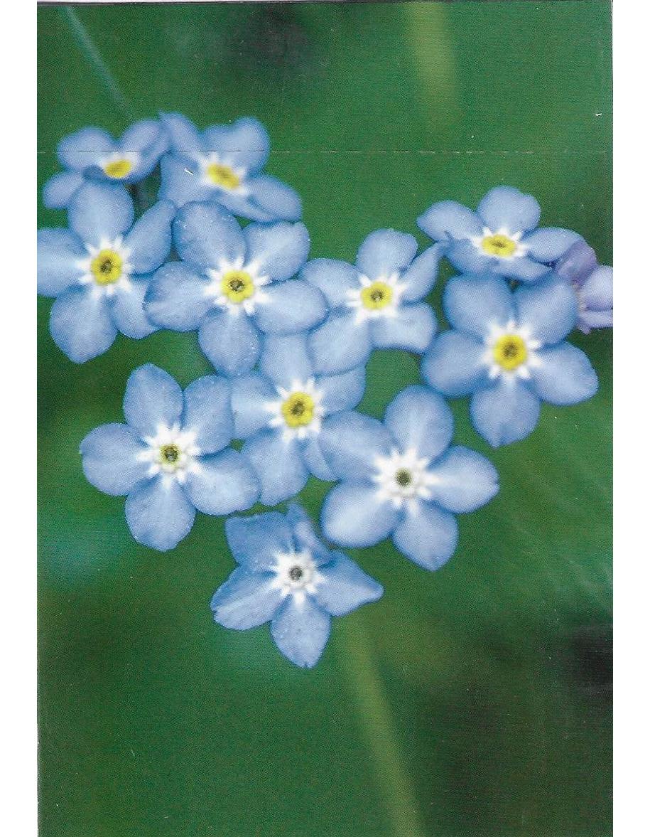 Glückwunschkarte "Blumen" A7