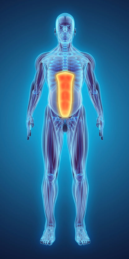 EMS Bauchmuskel-Gürtel