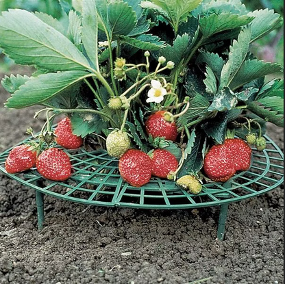 Erdbeerreifer 5er Set