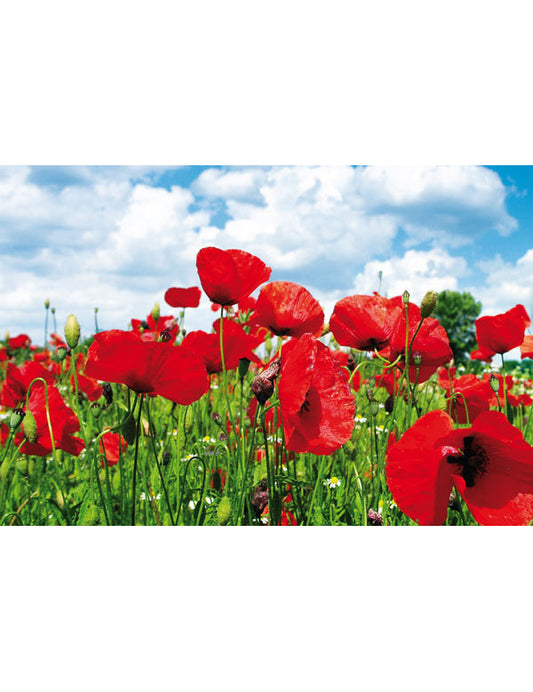 DK Emotion Mohnfeld Emotion