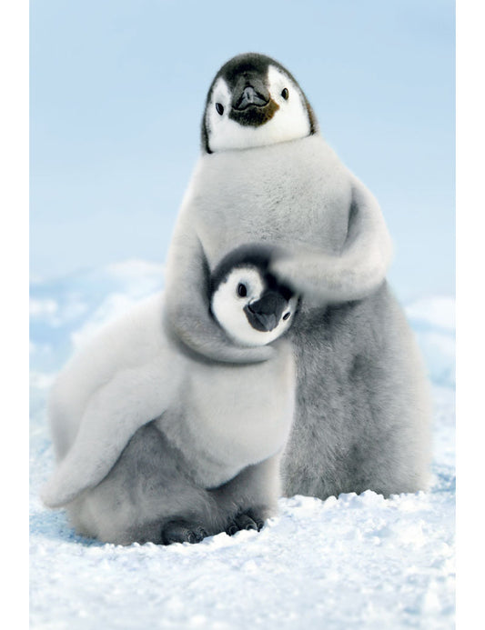 DK Premium Line Avanti