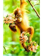 DK Premium Line Avanti