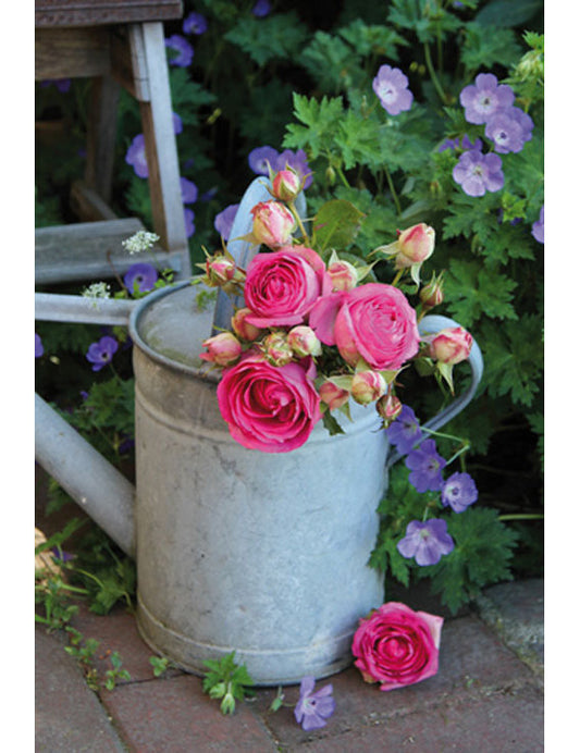 DK Blanco Foto Giesskanne/Rosen