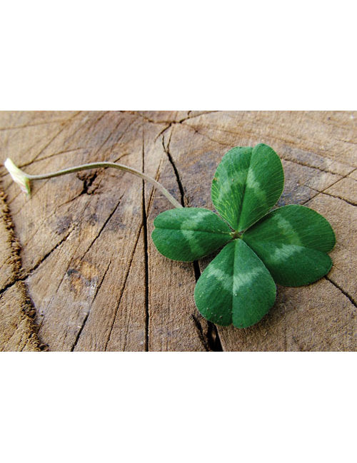 DK Blanco Foto Kleeblatt Baumstamm