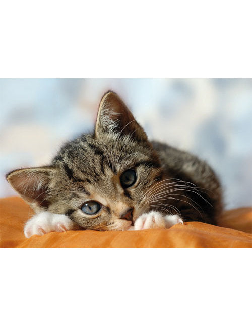 DK Blanco Foto Katze schlafend