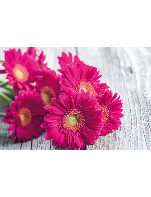 DK Blanco Foto Gerbera