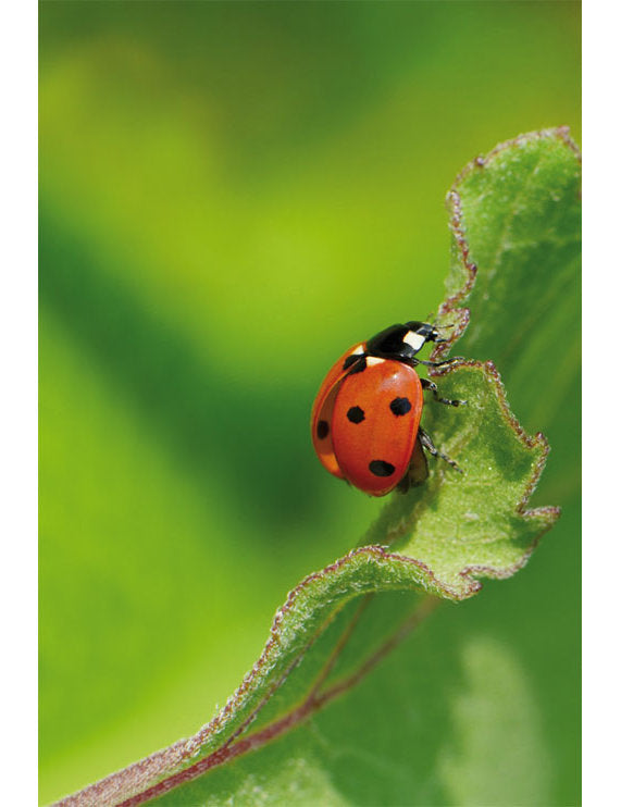 DK Blanco Foto Käfer