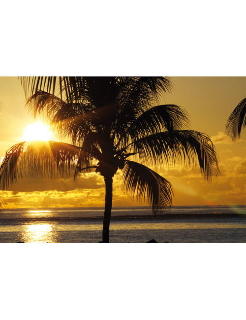 DK Blanco Foto Palme im Sonnenuntergang