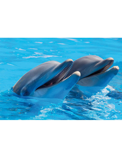 DK Blanco Foto Delfine