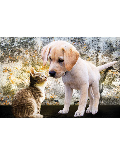 DK Blanco Foto Katze/Hund