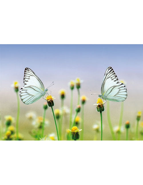 DK Blanco Foto Schmetterlinge