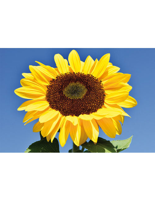 DK Blanco Foto Sonnenblume