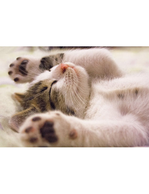 DK Blanco Foto Katze